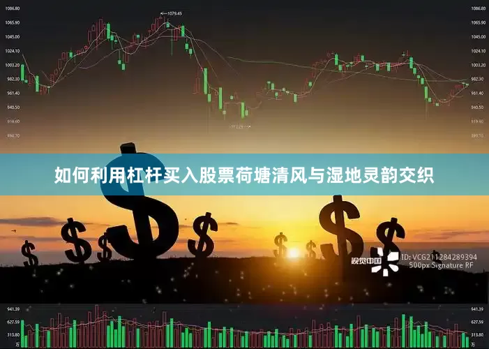 如何利用杠杆买入股票荷塘清风与湿地灵韵交织